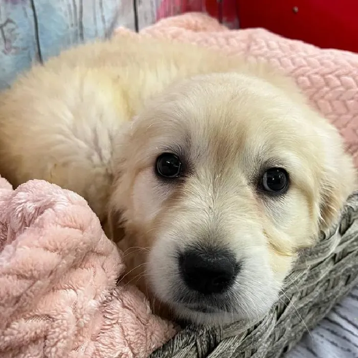 Female Golden Retriever Puppy for Sale in Monroeville, PA