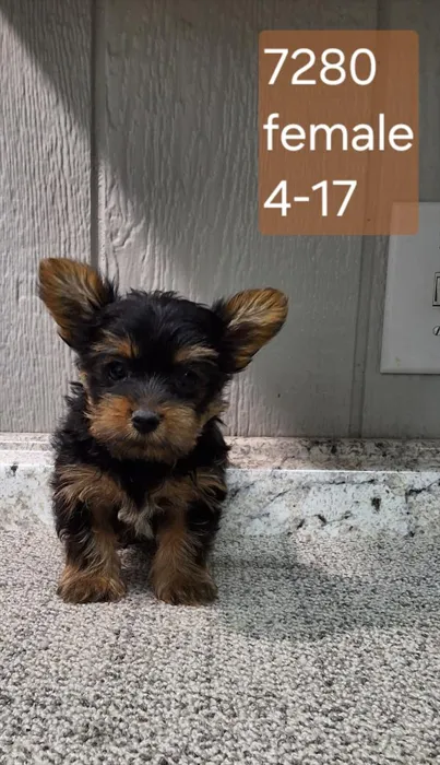 Female Yorkie puppy named Caroline for sale at Petland Monroeville.