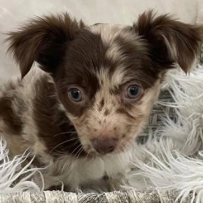 Male Chihuahua Puppy for Sale in Monroeville, PA