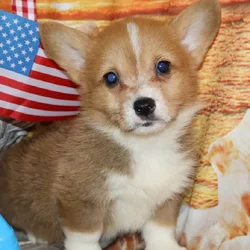 Male Pembroke Welsh Corgi puppy named Milo for sale at Petland Monroeville.