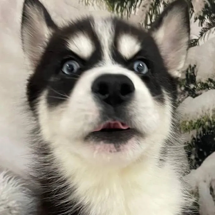 Male Siberian Husky Puppy for Sale in Monroeville, PA