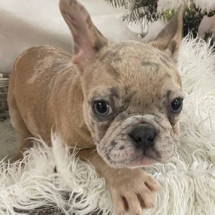 Male French Bulldog Puppy for Sale in Monroeville, PA