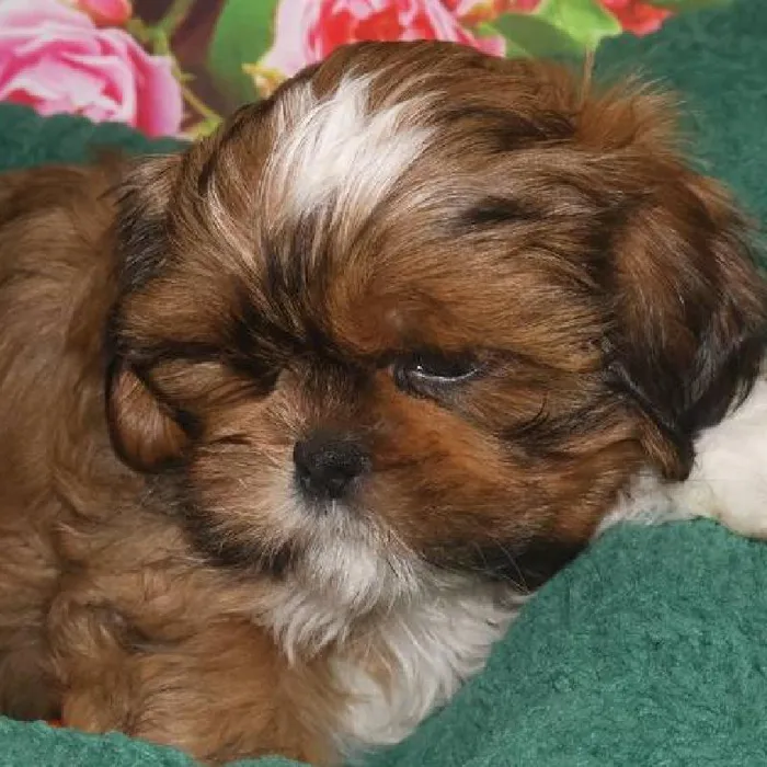 Male Shih Tzu Puppy for Sale in Monroeville, PA