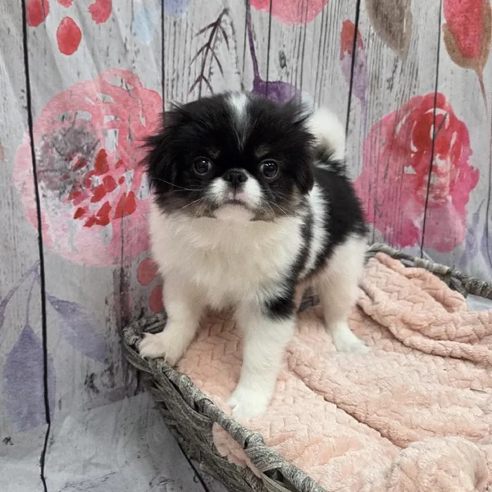 Male Japanese Chin Puppy for Sale in Monroeville, PA