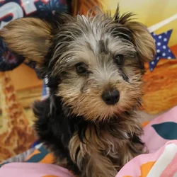 Male Yorkie puppy named Klaus for sale at Petland Monroeville.