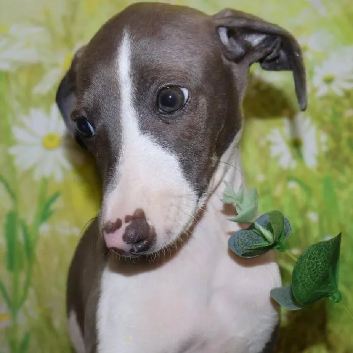 Male Italian Greyhound puppy named Vincent for sale at Petland Monroeville.