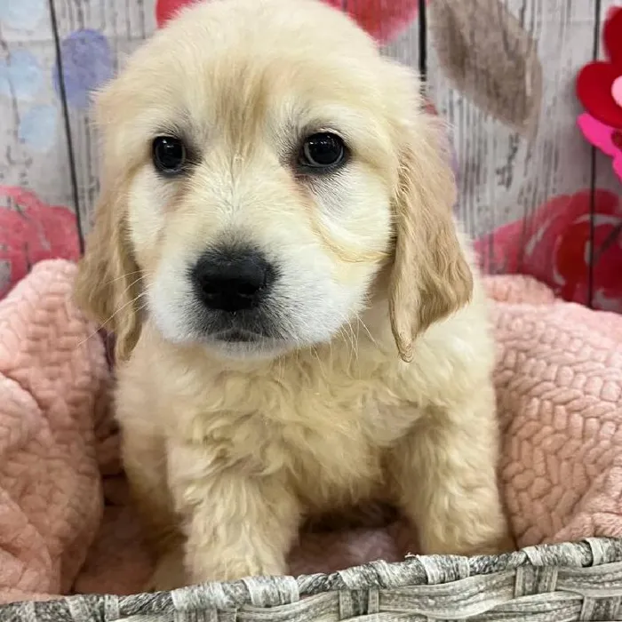 Female Golden Retriever Puppy for Sale in Monroeville, PA