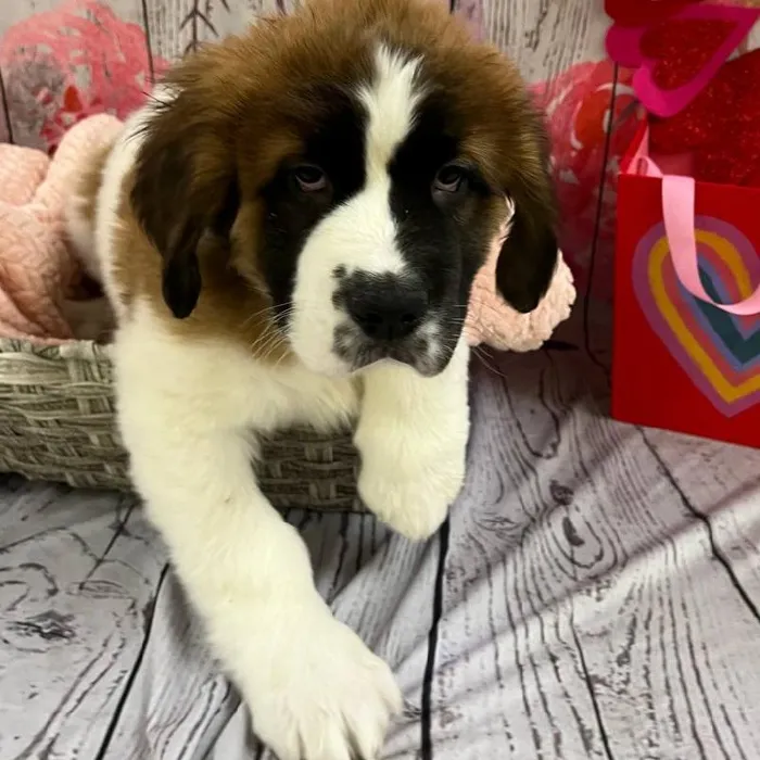 Female Saint Bernard Puppy for Sale in Monroeville, PA