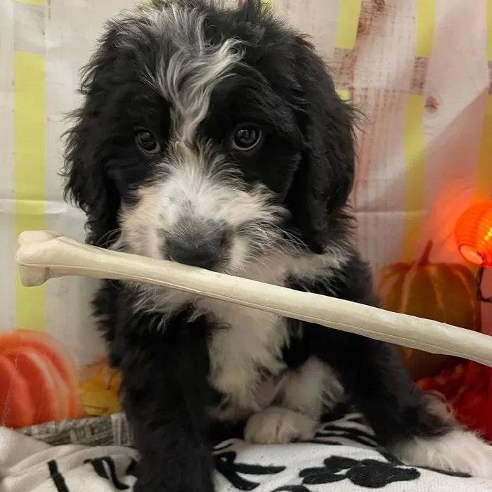 Female Bernedoodle Puppy for Sale in Monroeville, PA
