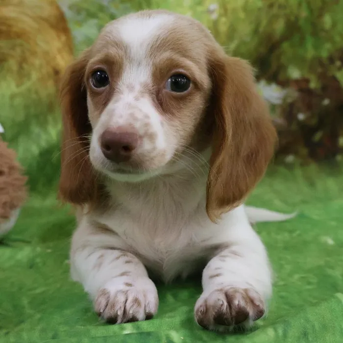 Female Dachshund puppy named Betty for sale at Petland Monroeville.