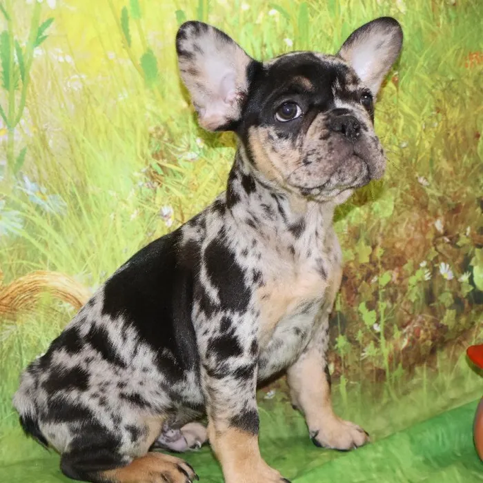 Male French Bulldog puppy named Dice for sale at Petland Monroeville.