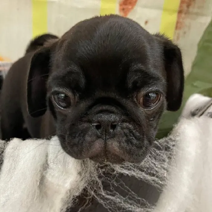 Female Pug Puppy for Sale in Monroeville, PA