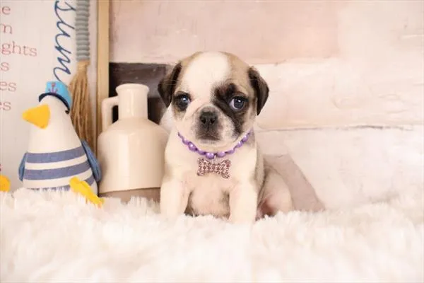 Female Pug puppy named Rosita for sale at Petland Monroeville.