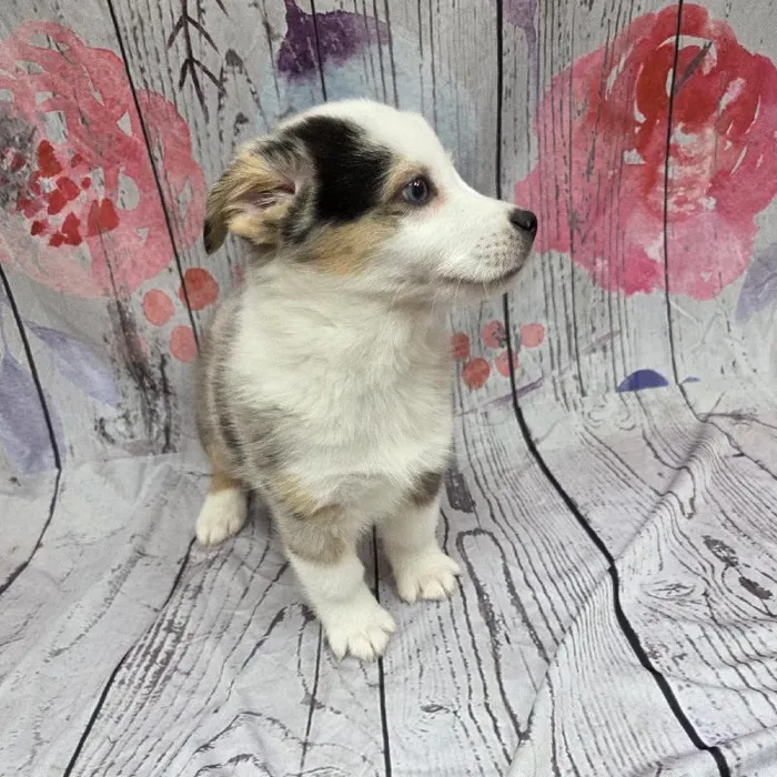 Male Auggie Puppy for Sale in Monroeville, PA