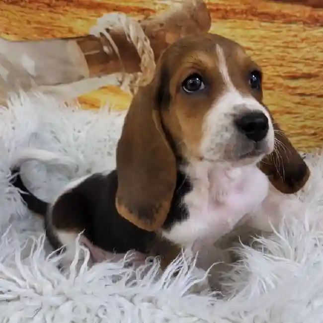 Male Basset Hound Puppy for Sale in Monroeville, PA