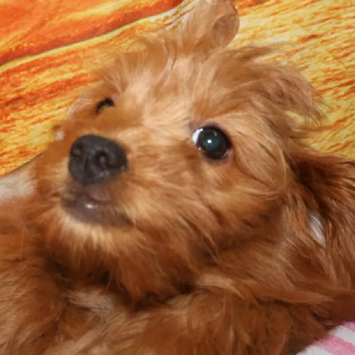 Female Mini Goldendoodle Puppy for Sale in Monroeville, PA
