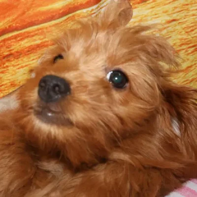 Female Mini Goldendoodle Puppy for Sale in Monroeville, PA