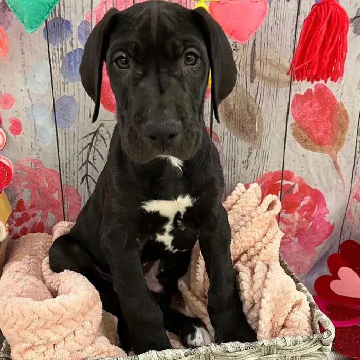 Male Great Dane Puppy for Sale in Monroeville, PA