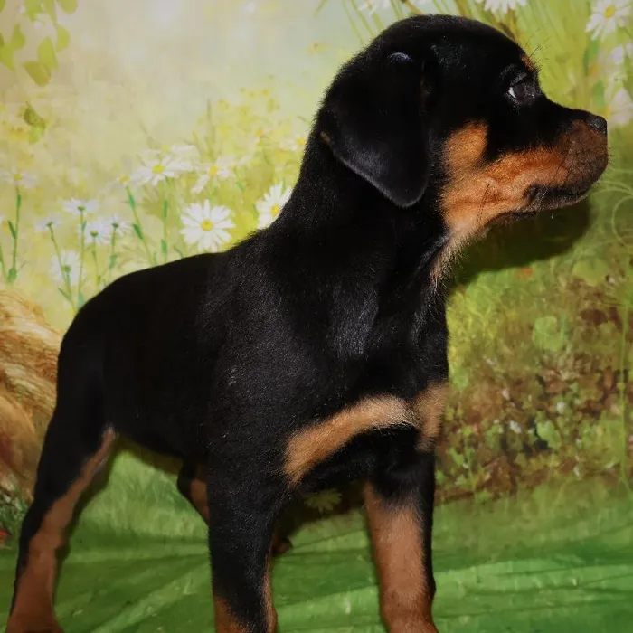 Female Rottweiler puppy named Roxy for sale at Petland Monroeville.