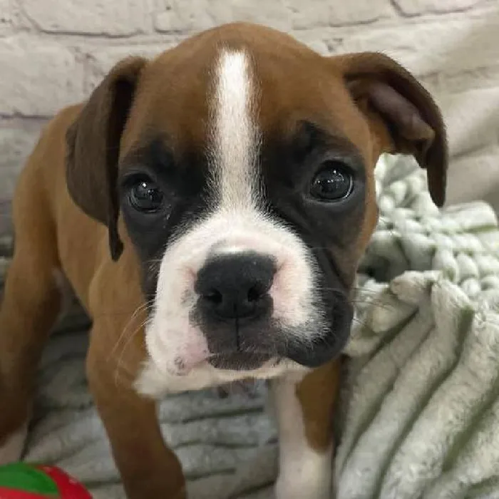 Female Boxer Puppy for Sale in Monroeville, PA