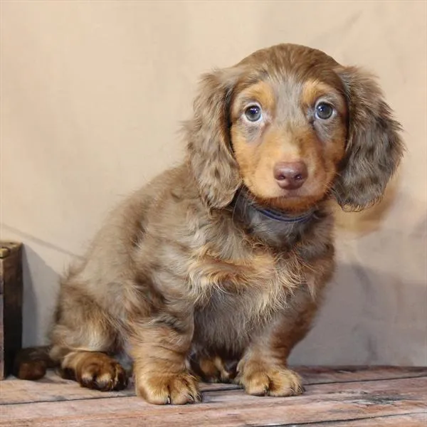 Male Chiweenie puppy for sale at Petland Monroeville.