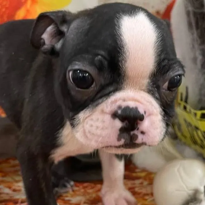 Male Boston Terrier Puppy for Sale in Monroeville, PA