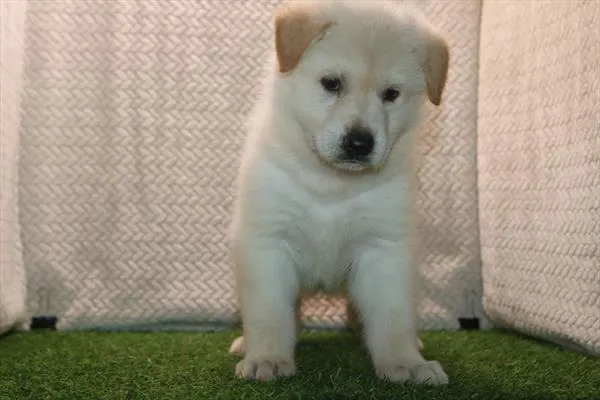 Female German Shepherd puppy named Janis for sale at Petland Monroeville.