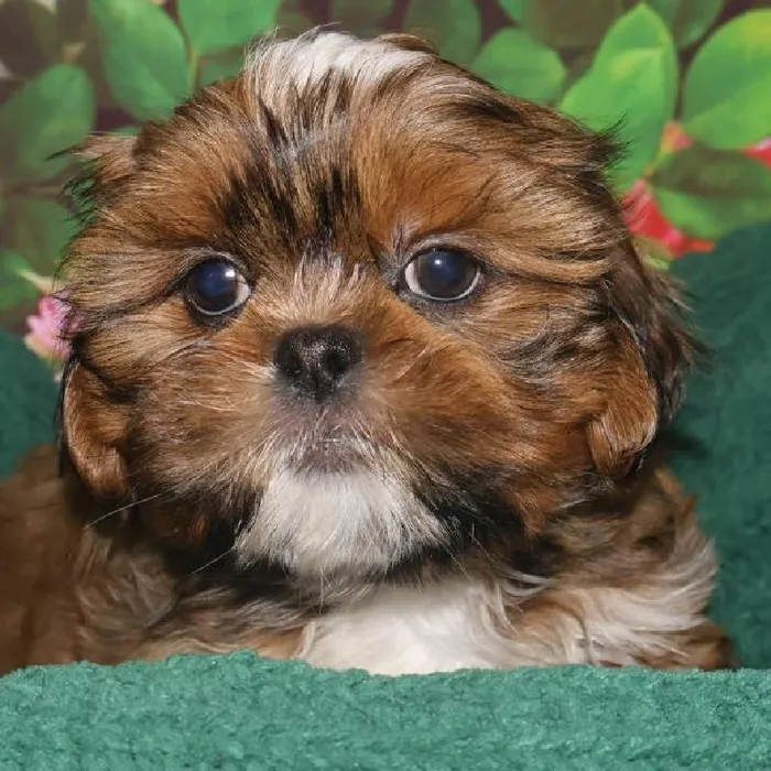 Male Shih Tzu Puppy for Sale in Monroeville, PA