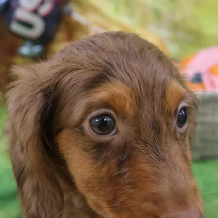 Male Chiweenie puppy named Prince for sale at Petland Monroeville.