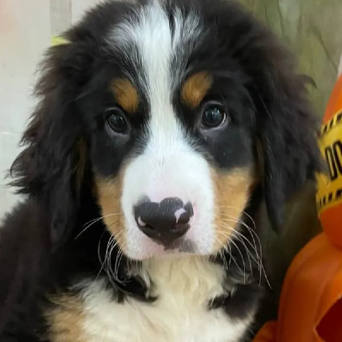 Male Bernese Mountain Dog Puppy for Sale in Monroeville, PA