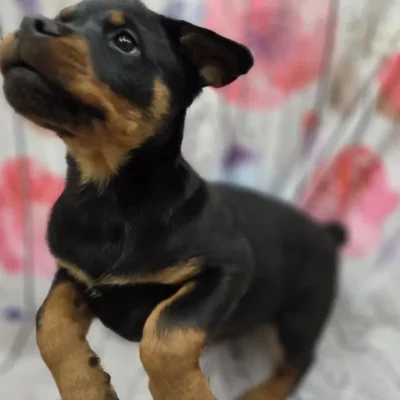 Female Rottweiler Puppy for Sale in Monroeville, PA