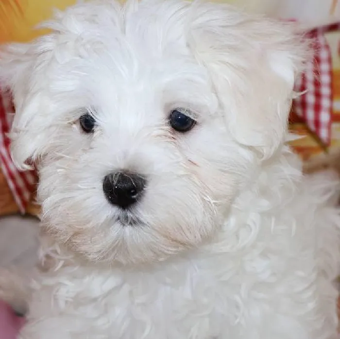 Male Maltese puppy named Glenn for sale at Petland Monroeville.