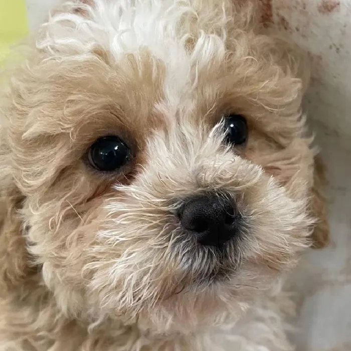 Female Teddy Bear Puppy for Sale in Monroeville, PA