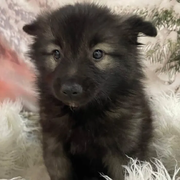 Female Keeshond Puppy for Sale in Monroeville, PA