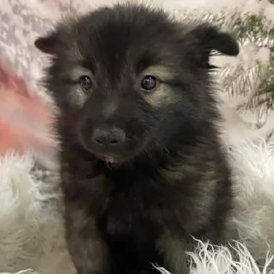 Female Keeshond Puppy for Sale in Monroeville, PA