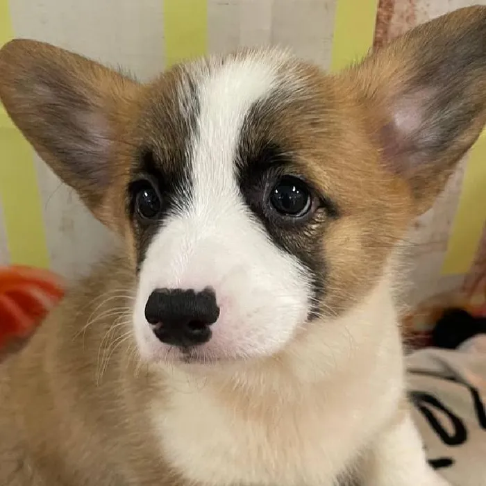 Female Pembroke Welsh Corgi Puppy for Sale in Monroeville, PA