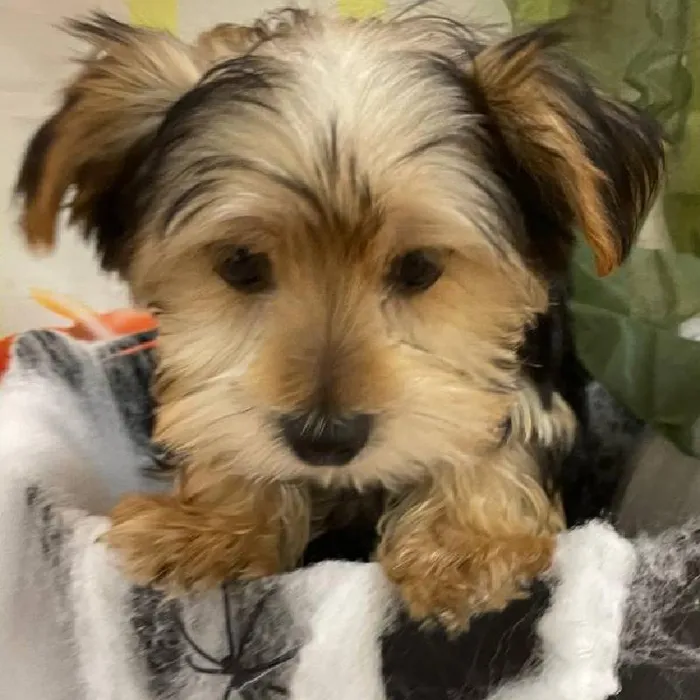 Male Yorkie Puppy for Sale in Monroeville, PA