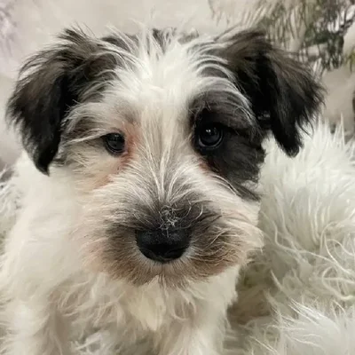 Male Mini Schnauzer Puppy for Sale in Monroeville, PA