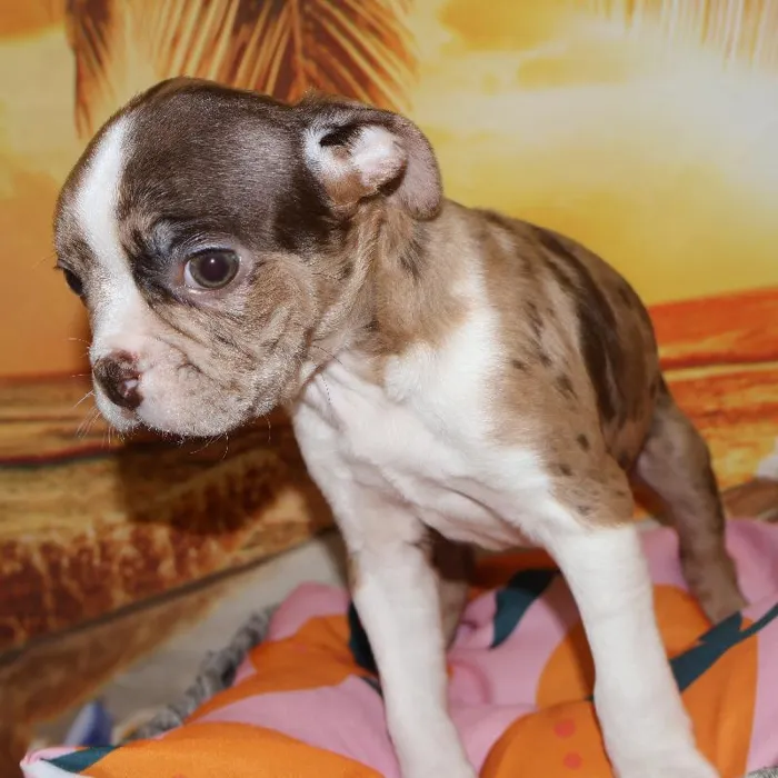 Male Boston Terrier puppy named Duke for sale at Petland Monroeville.