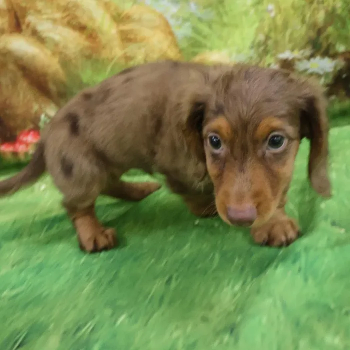 Male Chiweenie puppy named Prince for sale at Petland Monroeville.