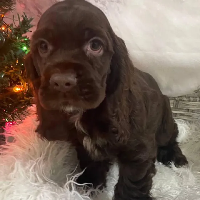 Male Cocker Spaniel Puppy for Sale in Monroeville, PA