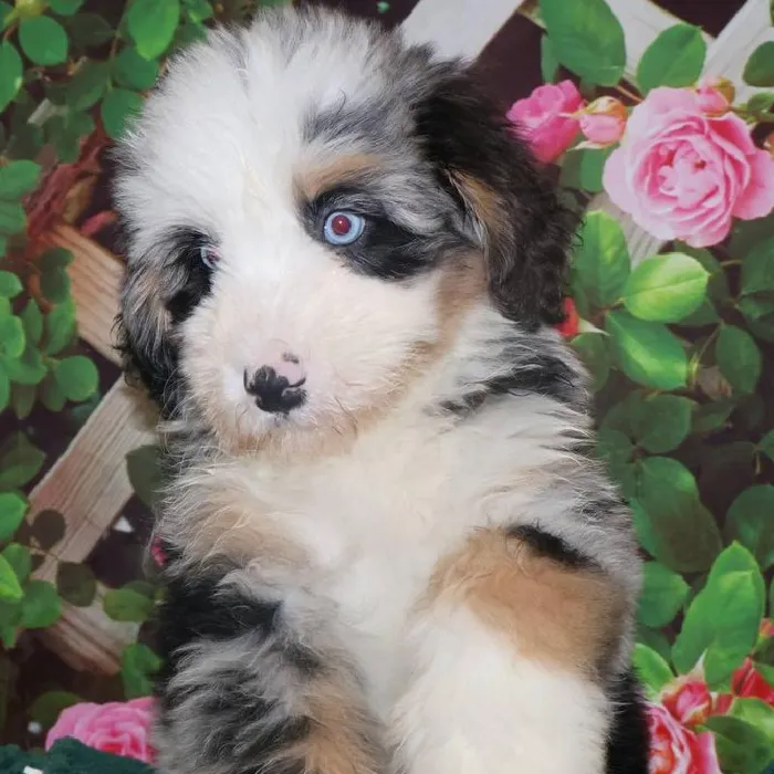 Female Mini Bernadoodle Puppy for Sale in Monroeville, PA