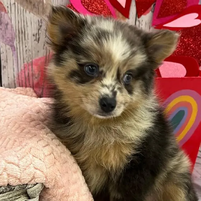 Female Pomsky Puppy for Sale in Monroeville, PA