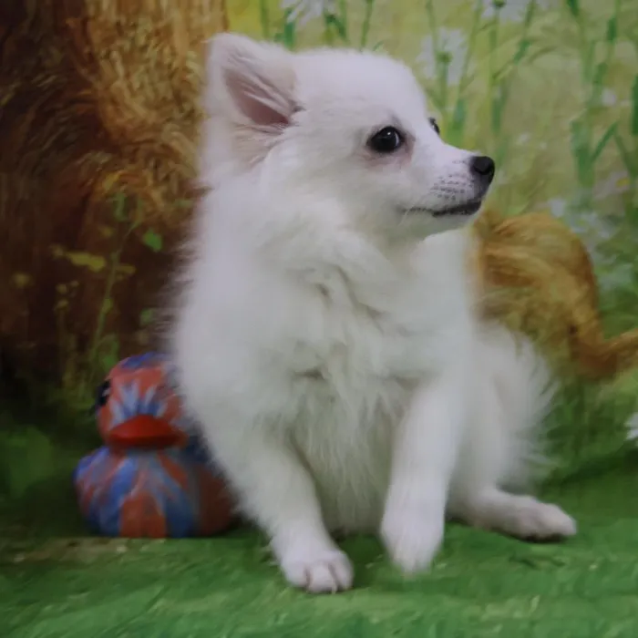 Female American Eskimo puppy named Winter for sale at Petland Monroeville.