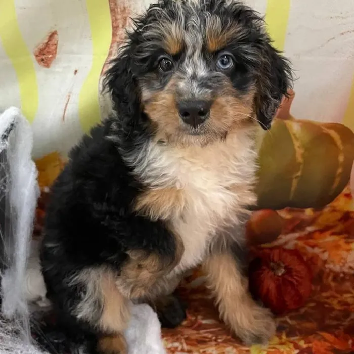 Female Mini Bernedoodle 2nd Gen Puppy for Sale in Monroeville, PA