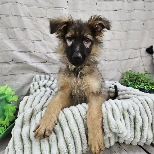 Female German Shepherd Puppy for Sale in Monroeville, PA