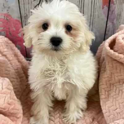 Female Mini Schnauzer Puppy for Sale in Monroeville, PA