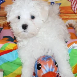 Male Maltese puppy named Glenn for sale at Petland Monroeville.