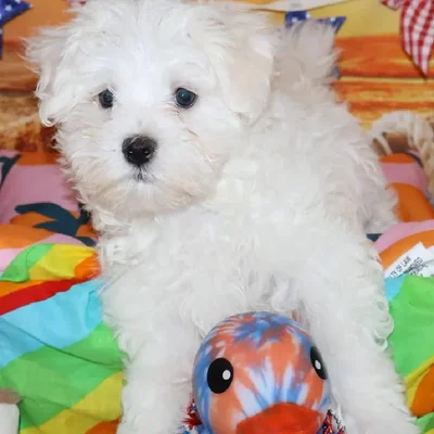 Male Maltese puppy named Glenn for sale at Petland Monroeville.