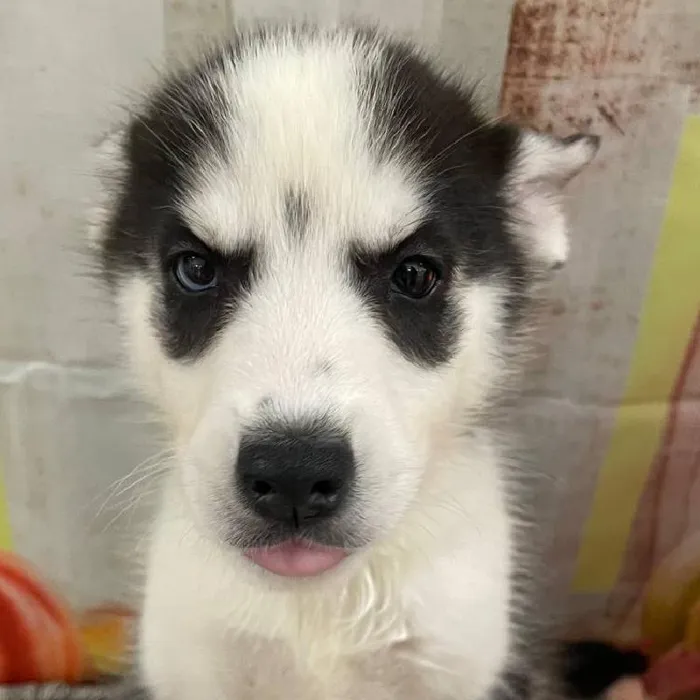 Female Siberian Husky Puppy for Sale in Monroeville, PA